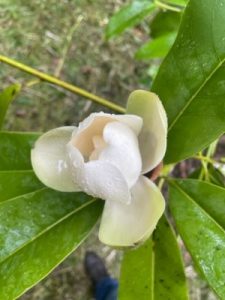 Mexican Magnolia tamaulipana