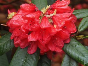 late flowering rhododendron