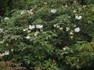 Rhododendron decorum ssp. diaprepes