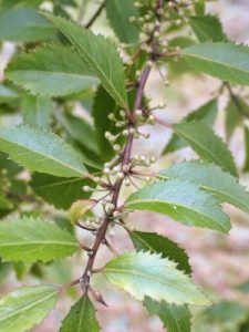 Hoheria sexstylosa ‘Crataegifolia’