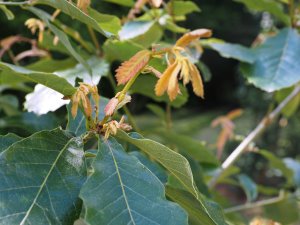 Quercus liebmannii