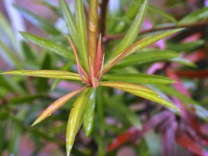 Podocarpus wangii