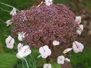Hydrangea aspera ‘Macrophylla’