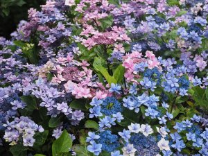 Pink and blue Hydrangea ‘Fireworks’