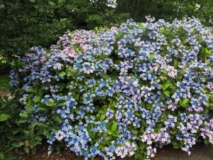Pink and blue Hydrangea ‘Fireworks’