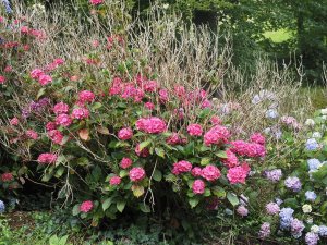 clump of red hydrangea