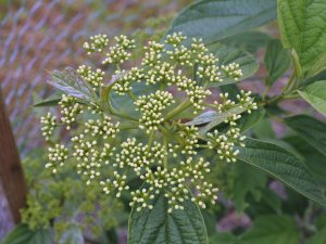 Viburnum sambucinum