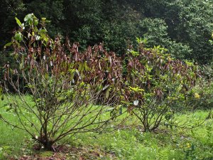 drought ridden rhododendrons