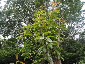 Magnolia caveana