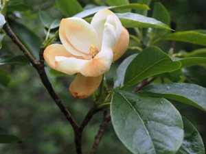 Magnolia sieboldii ‘Genesis’ x M. virginiana