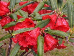 Rhododendron parishia (CWJ 6346)