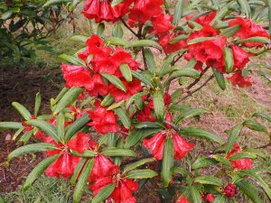 Rhododendron parishia (CWJ 6346)