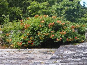 Campsis grandiflora