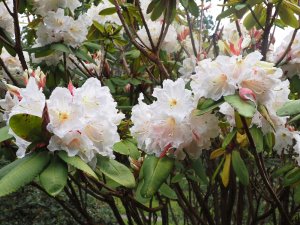 Rhododendron auriculatum