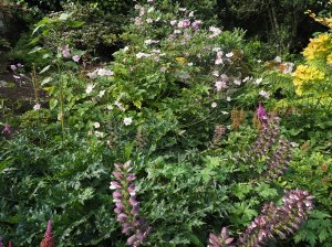 Acanthus mollis and Anemone hupehensis ‘Queen Charlotte’