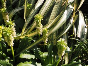 Eucomis bicolor and Phormium ‘Cream Delight’