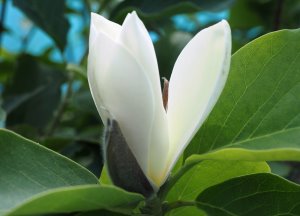 Magnolia acuminata ‘Gold Finch’