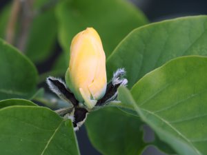 Magnolia acuminata ‘Koban Dori’