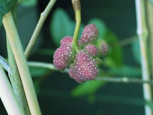 Magnolia laevifolia ‘Velvet and Cream’