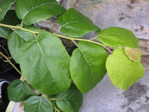 Corylus chinensis