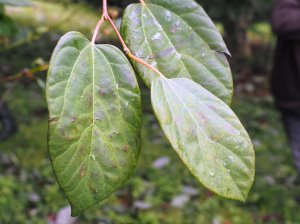 Lindera cercidifolia