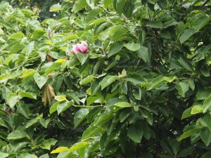 Magnolia ‘Iolanthe’