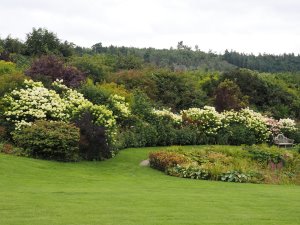 Hydrangea paniculata ‘Limelight’