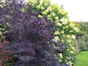 Sambucus nigra ‘Black Lace’ and Hydrangea paniculata ‘Limelight’