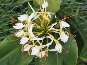 Hedychium yunnanense ‘Lago’ (BSWJ 9717)