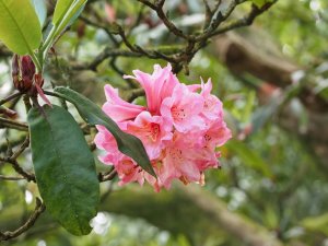 Rhododendron ‘Harrow Hybrids’