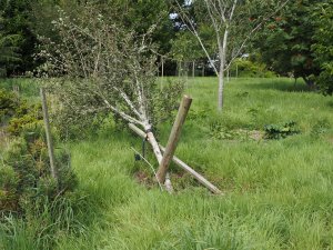 trees in Kennel Close blown off their stakes