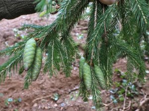 Picea abies