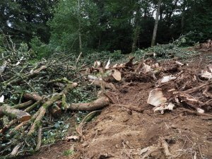 trees now felled in the Rookery