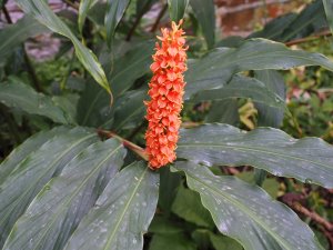 Hedychium densiflorum ‘Assam Orange’