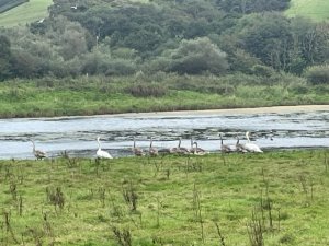 nearly mature cygnets