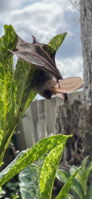 long eared bat