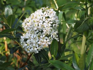 Escallonia bifida