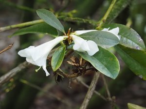 Rhododendron maddenii