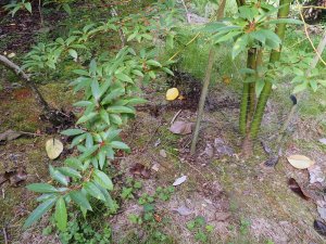 Lindera angustifolia (FMWJ 13156)