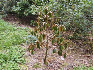 Rhododendron arboreum dying