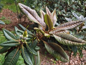 Rhododendron excellens (AC 5615)