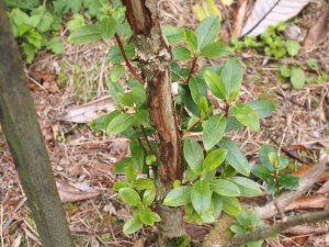Rhododedron royalii