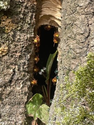 Hornets guarding their nest