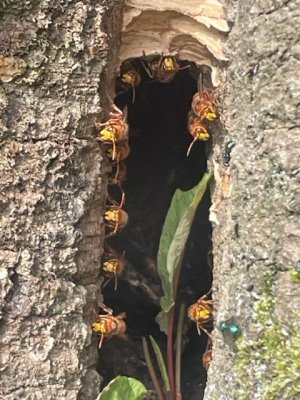 Hornets guarding their nest