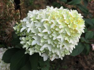 Hydrangea paniculata ‘Skyfall’