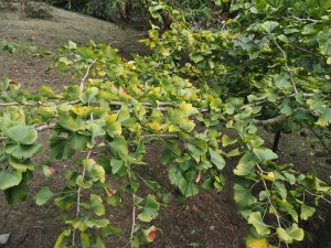 Gingko biloba ‘Autumn Gold’