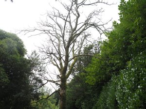 dead Aesculus hippocastanum