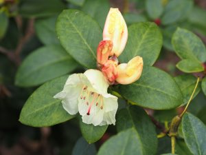 Rhododendron ‘Bowjingles’
