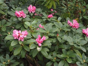 unnamed rhododendron