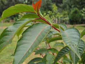 Parastyrax species nova (BWJ15185)